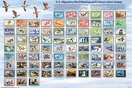 Duck Stamp Poster
