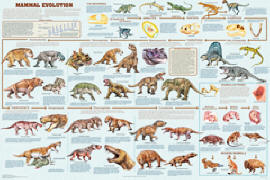 Mammal Evolution Poster