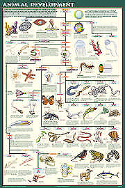 Animal Development Poster