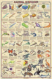Life Science Posters