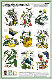 Insect Metamorphosis Poster
