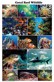 Coral Reef Wildlife