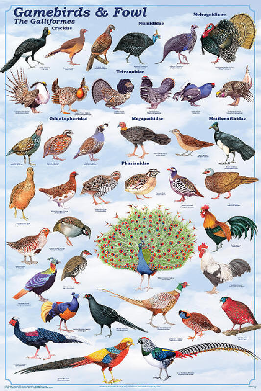 Game Birds - the Galliformes