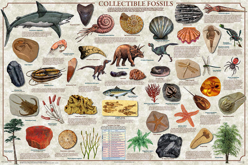 Fossils for collectors poster