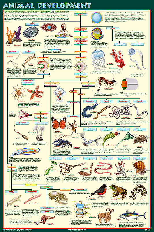 evolution of animals chart