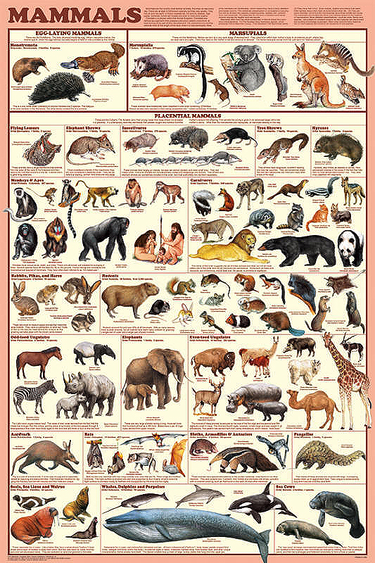 Mammal Orders Poster by Feenixx Educational