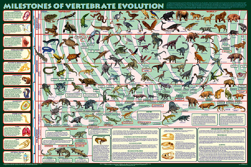 Vertebrate Evolution Chart