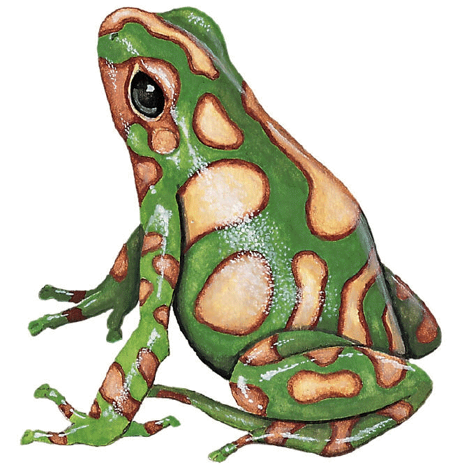Dendrobates auratus frog