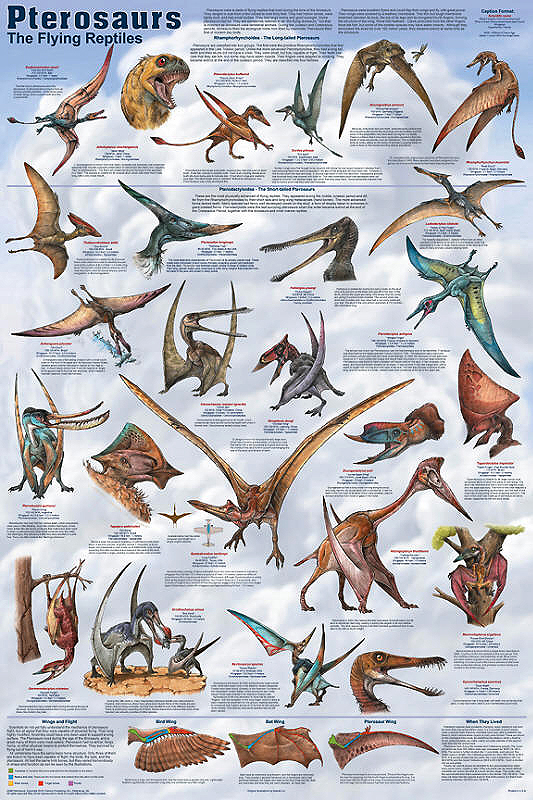 Pterosaur First Fliers