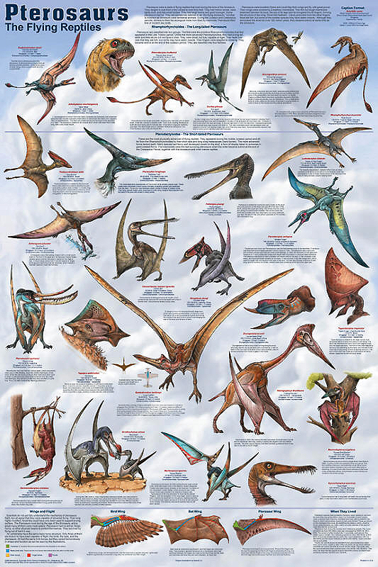 Pterosaurs Gint Flying Reptiles