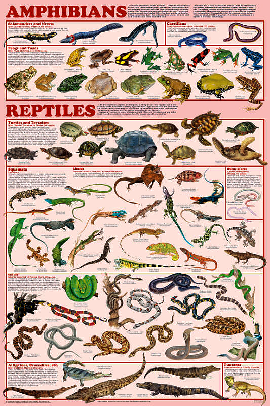 Amphibian And Reptile Orders