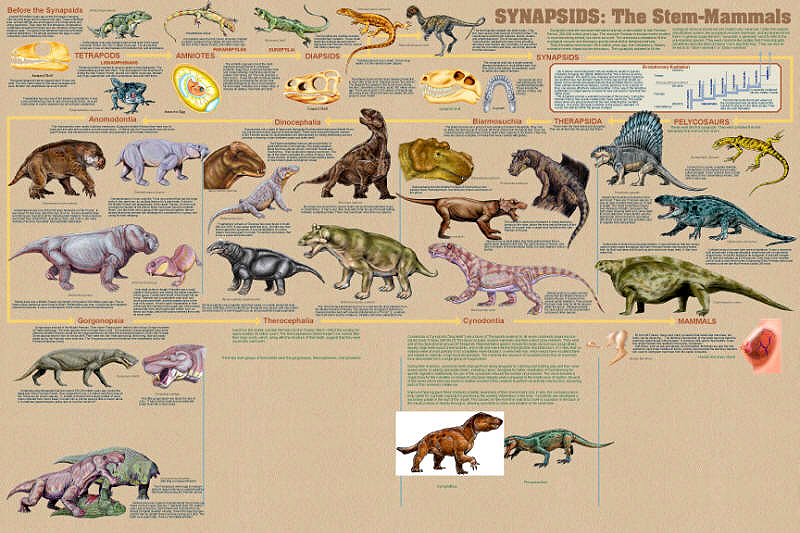 Synapsids - the stem mammals