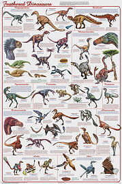 Feathered Dinosaurs Poster
